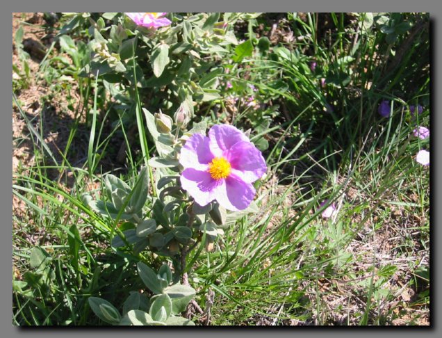 Un fiore del fortino