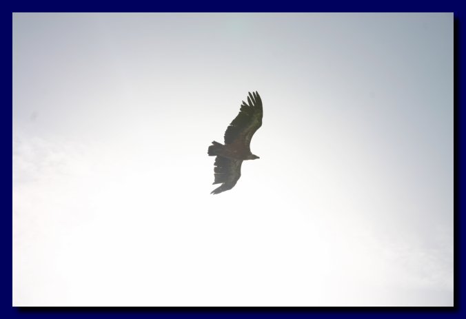 Aquila del Verdon