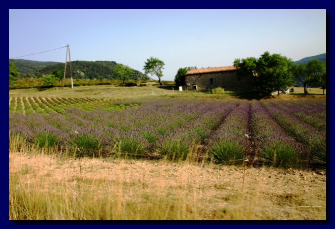 Campo di lavanda... che profumo!