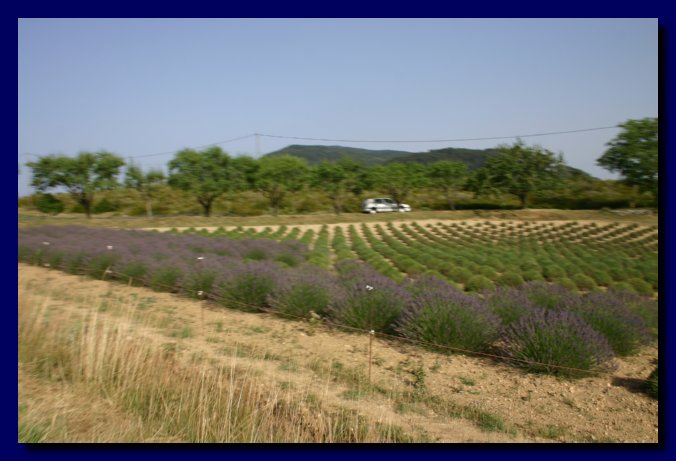 Campo di lavanda