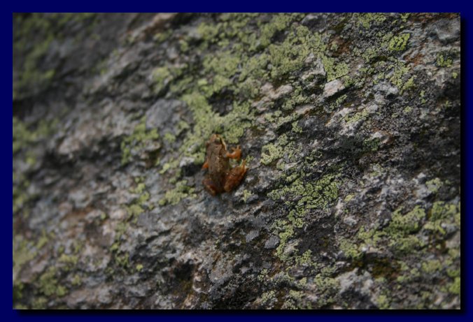 Una rana... o un rospo? Ma piccolo 2 cm...